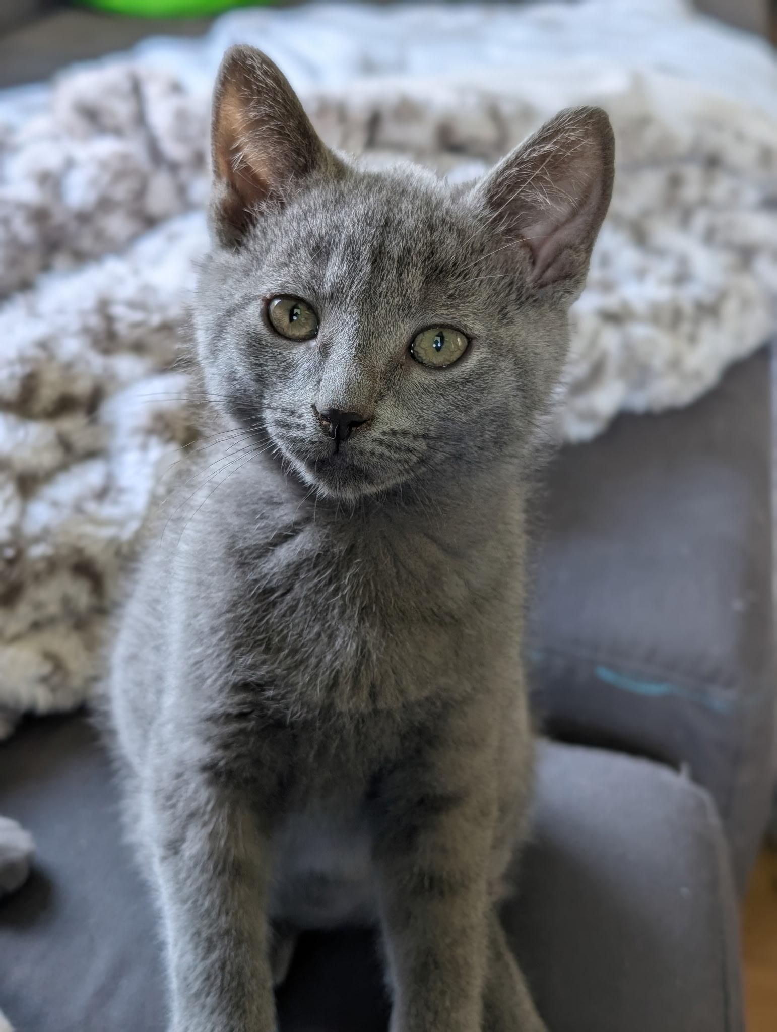Pawny - male P kitten, Adoptable, Kitten Male Dilute Calico.