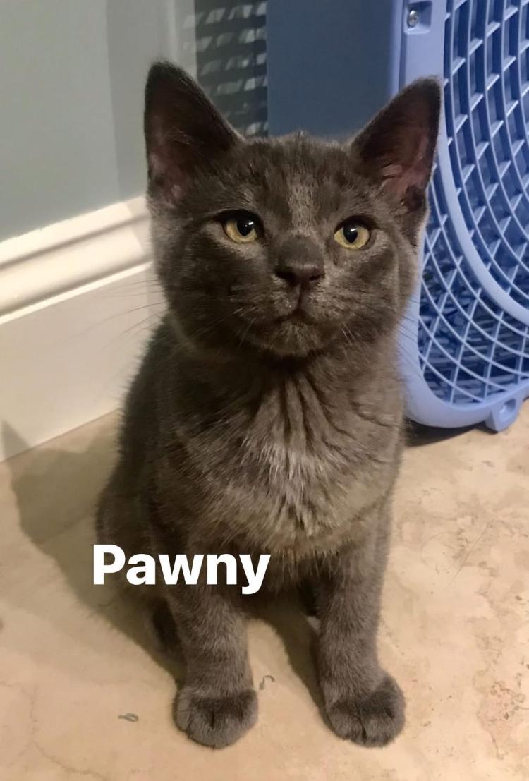 Enlarge Pawny - male P kitten, a Adoptable Dilute Calico in Cincinnati, OH image 2/3