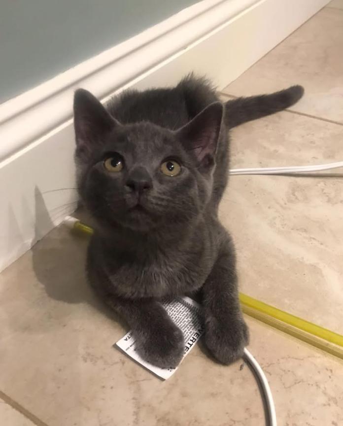 Pawny - male P kitten