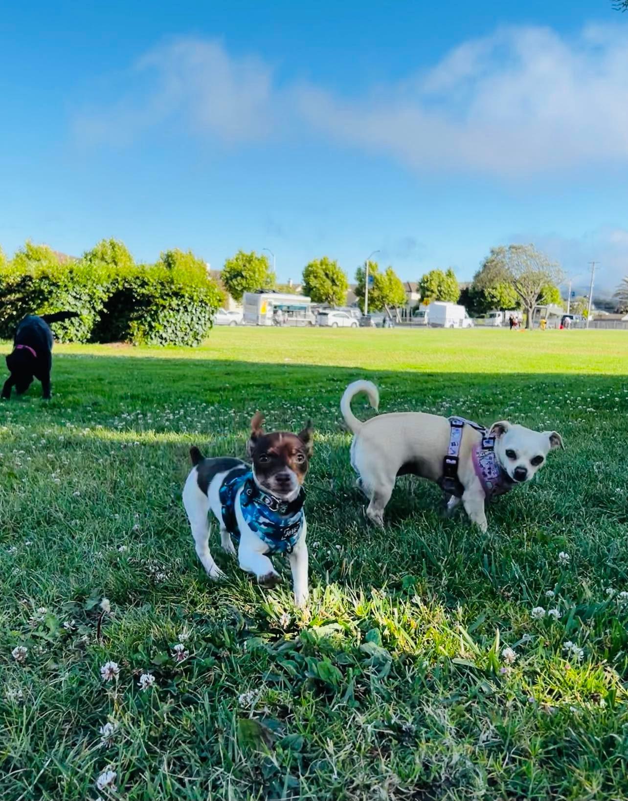 Enlarge Jovi, a Adopted mixed breed in San Francisco, CA image 1/3