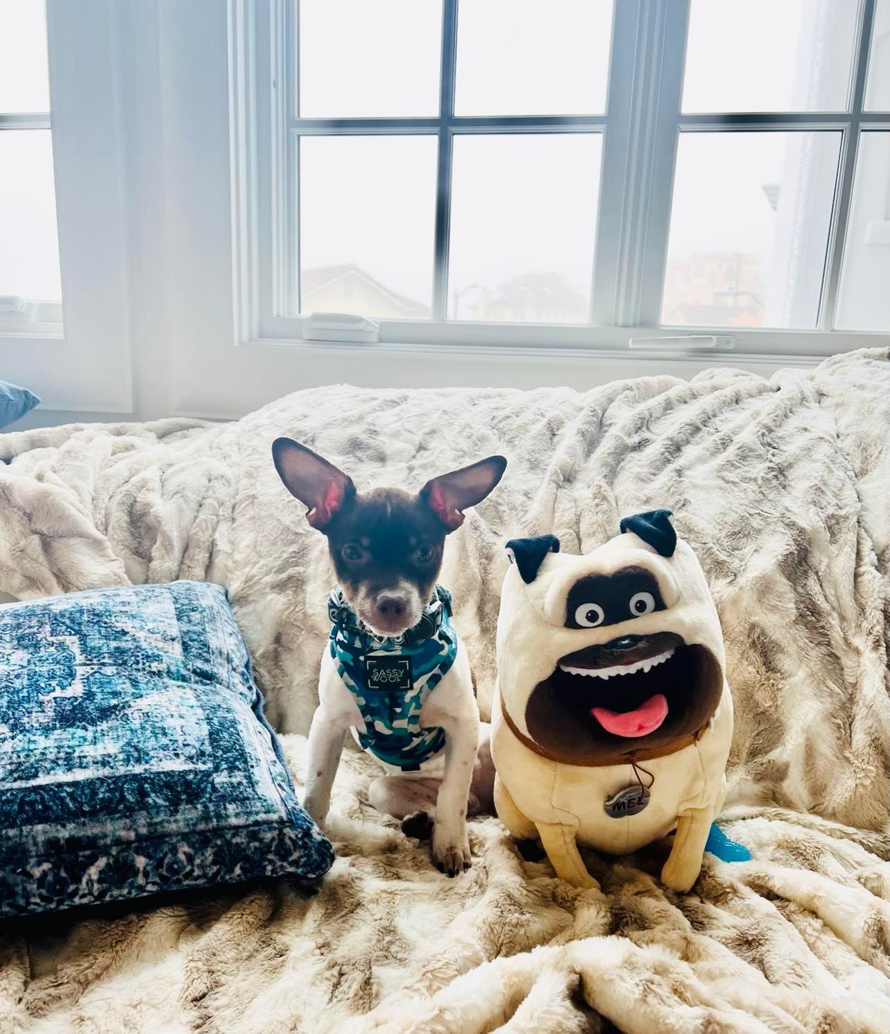 Enlarge Jovi, a Adopted mixed breed in San Francisco, CA image 2/3