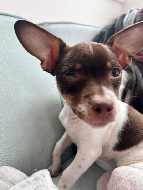 Enlarge Jovi, a Adopted mixed breed in San Francisco, CA image 3/3