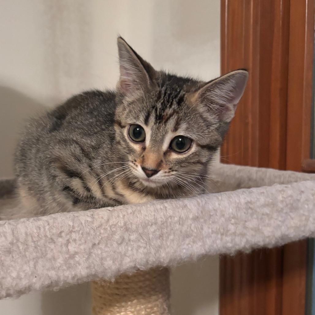 Tilly, Adoptable, Kitten Female Domestic Short Hair.