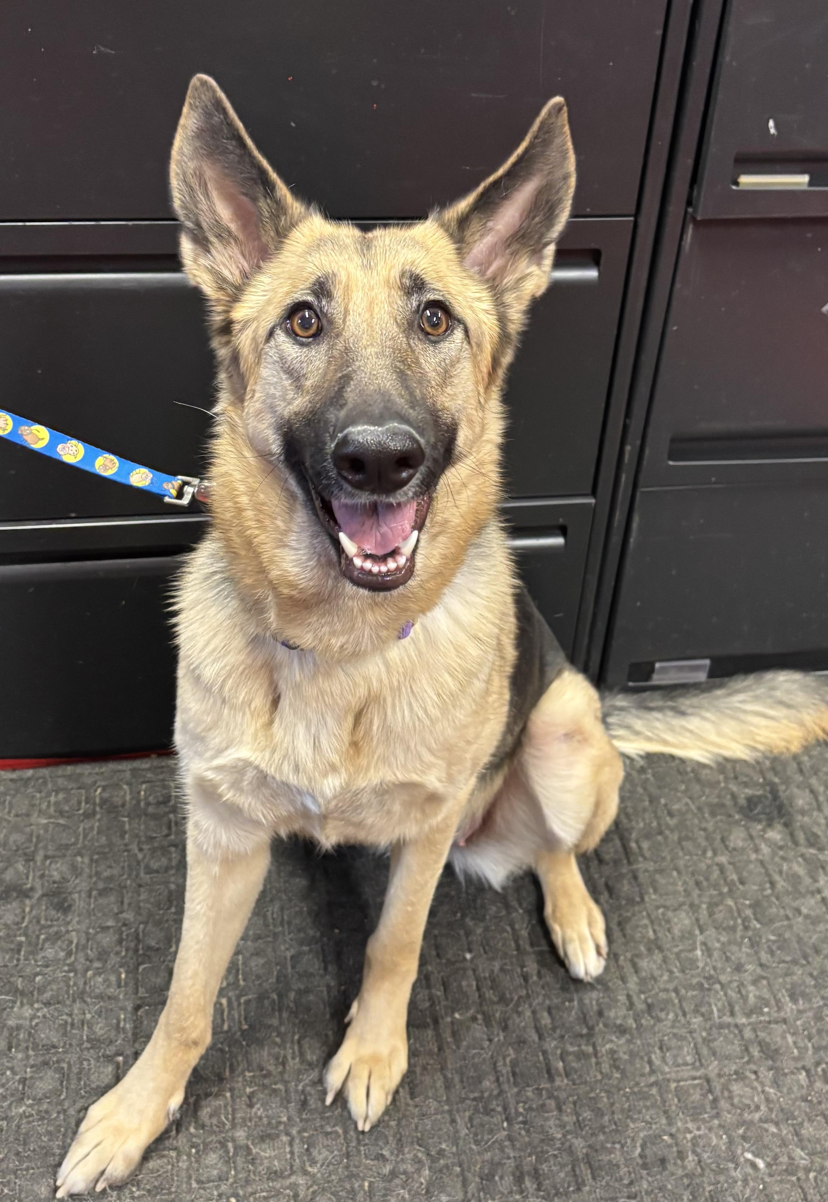 Enlarge Emily, an adoptable mixed breed in Lakewood, CO image 2/4