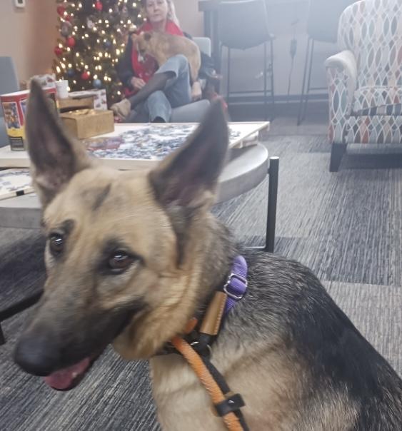 Enlarge Emily, an adoptable mixed breed in Lakewood, CO image 4/4