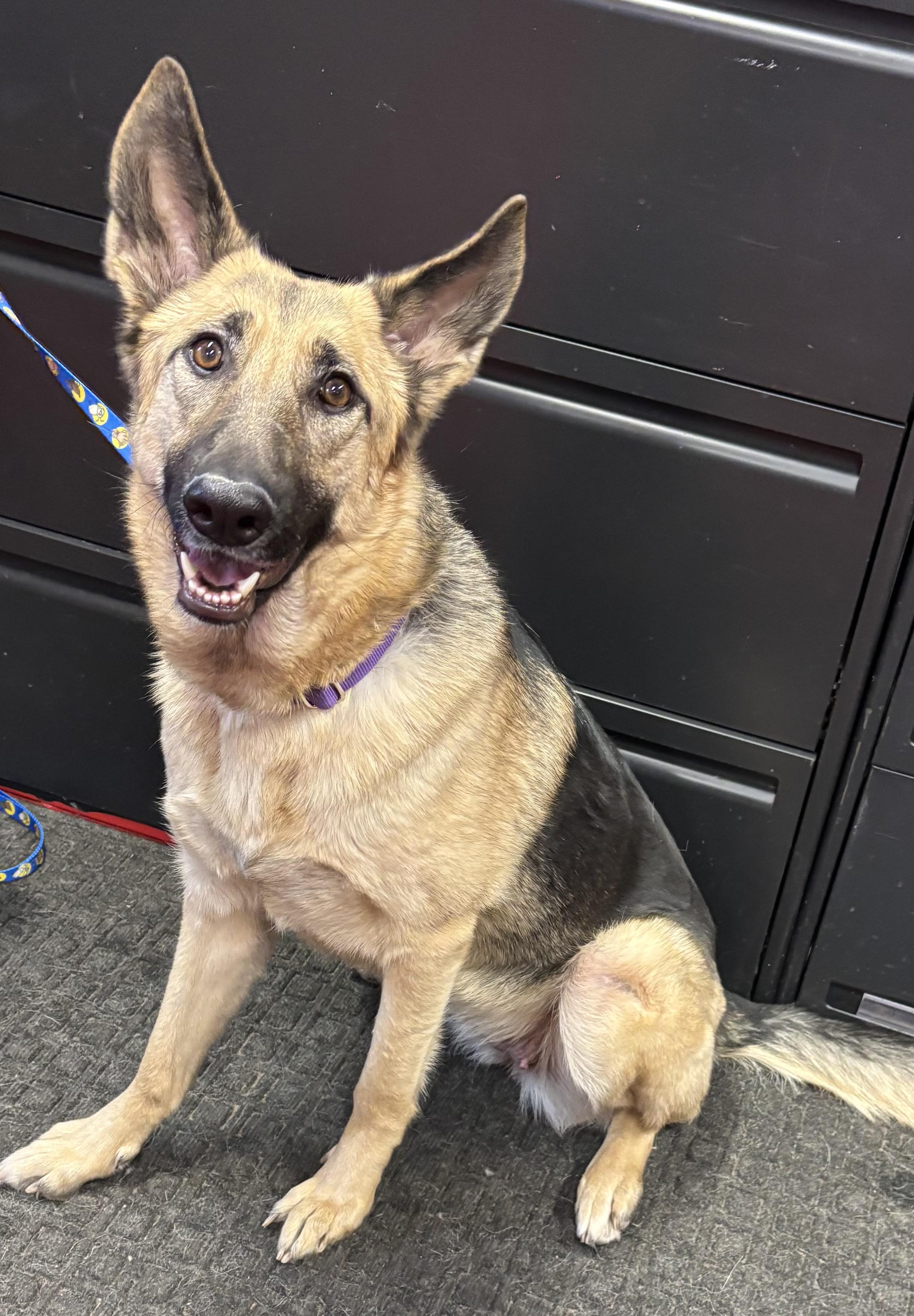 Enlarge Emily, an adoptable mixed breed in Lakewood, CO image 3/4