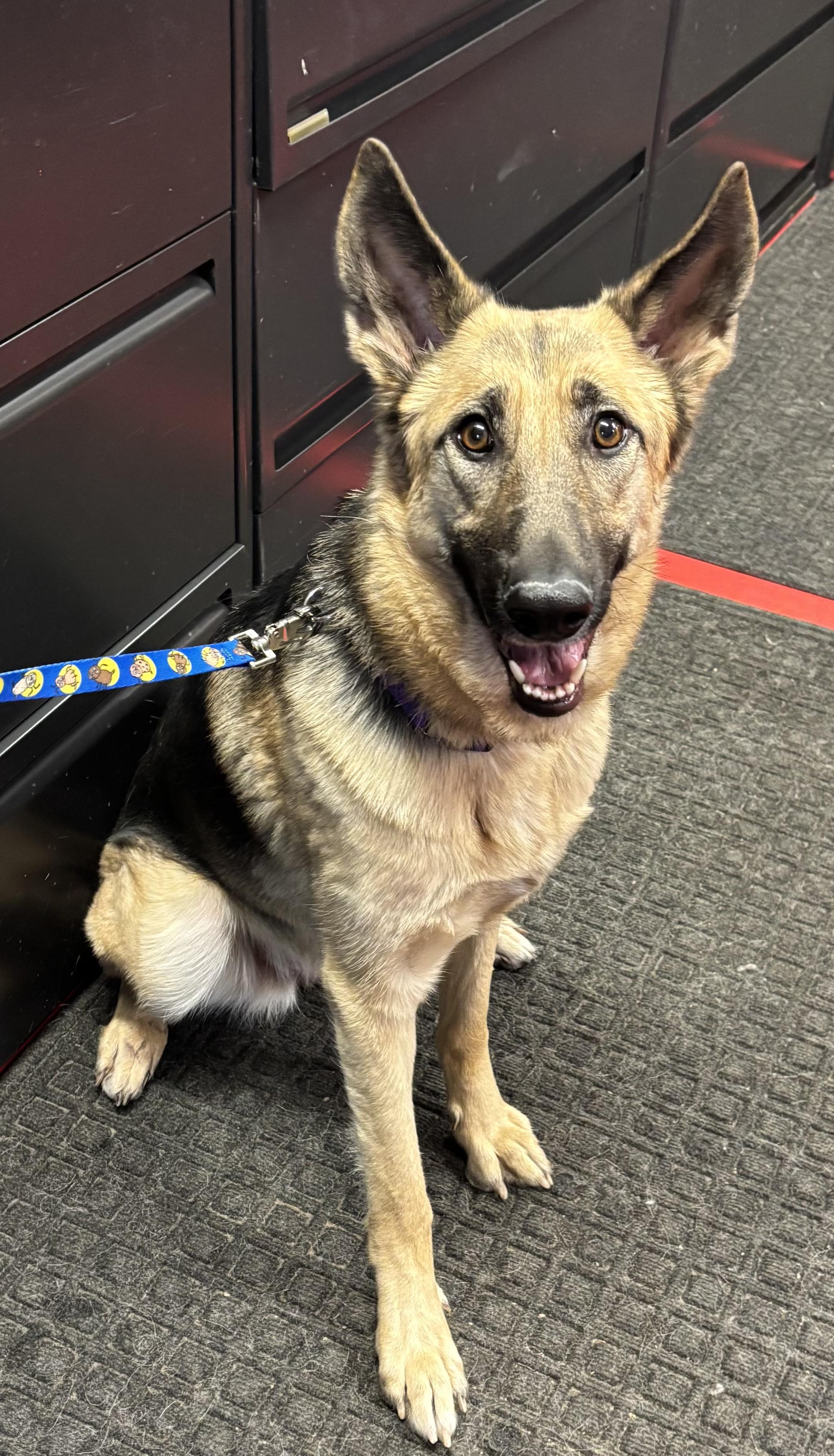 Enlarge Emily, an adoptable mixed breed in Lakewood, CO image 1/4