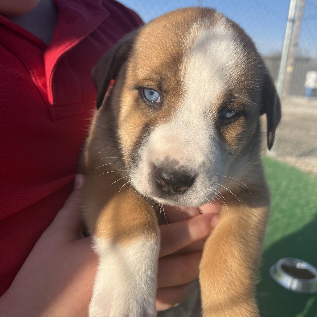 Juliet, Adoptable, Puppy Female Husky.