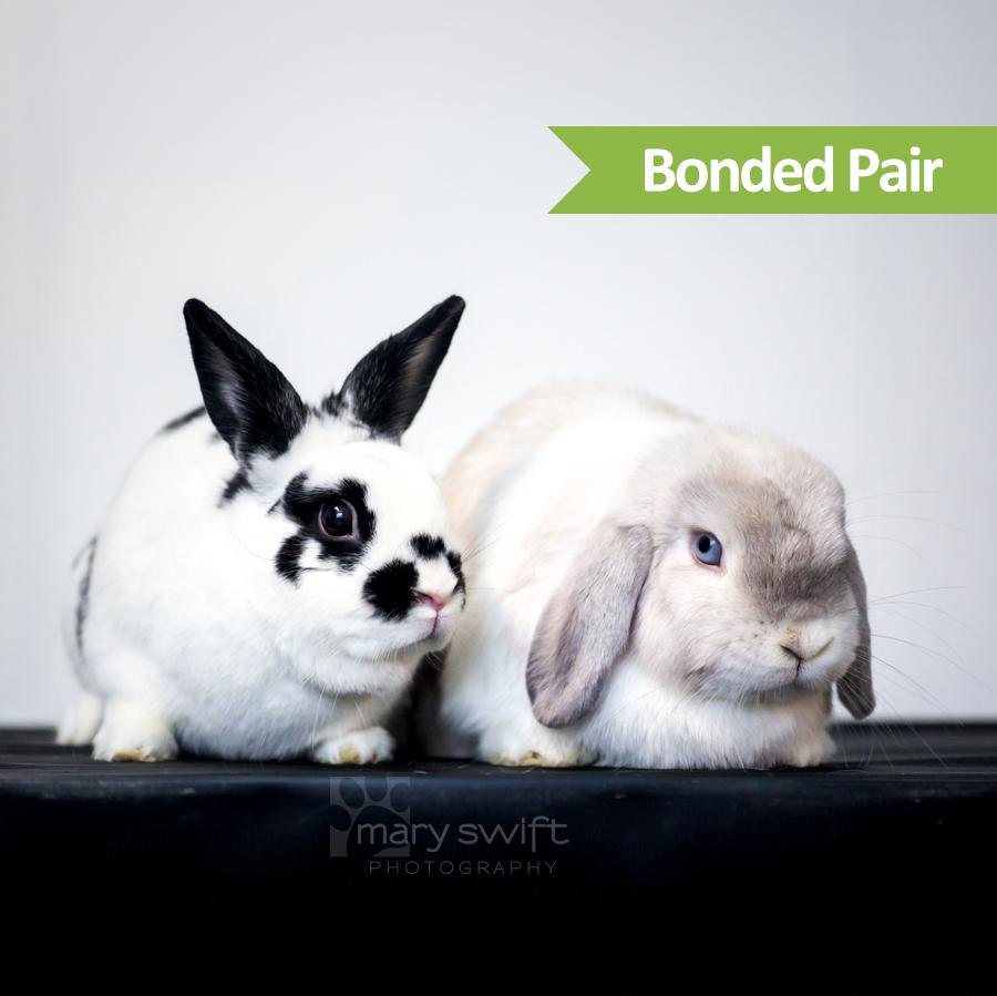 Chuubi (bonded with LoBear), an adopted American in Reisterstown, MD image 1/2