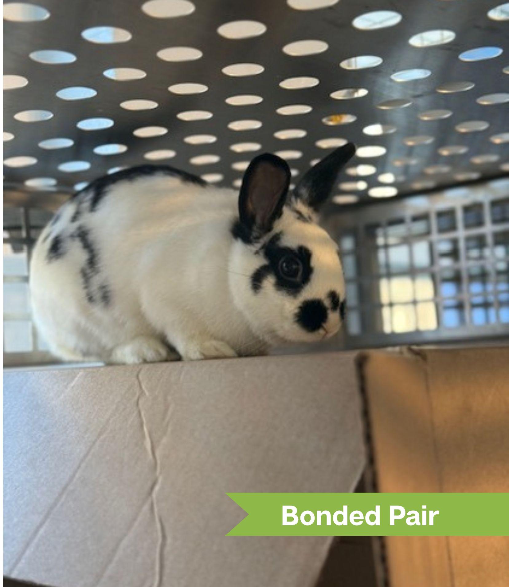 Chuubi (bonded with LoBear), an adopted American in Reisterstown, MD image 2/2