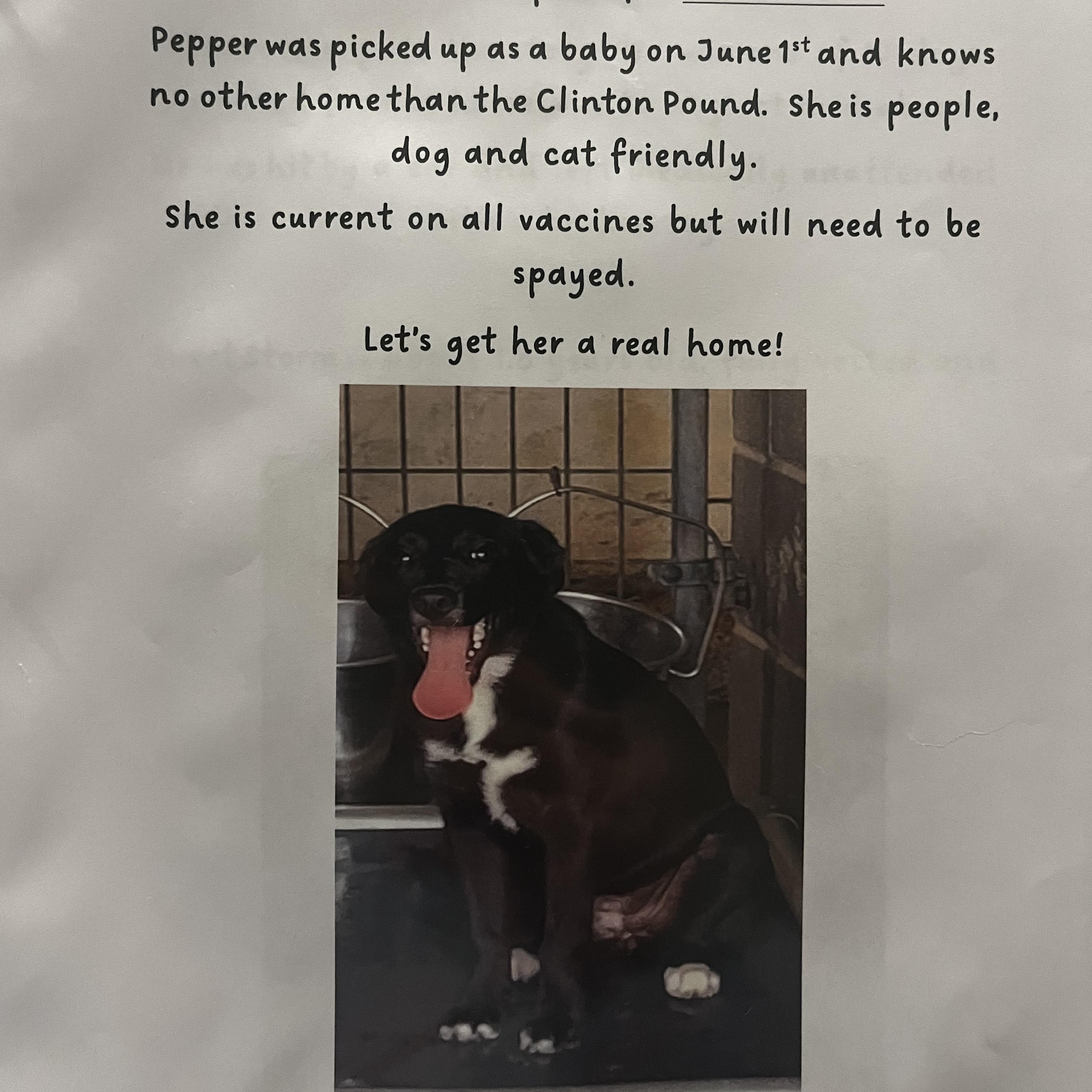 Enlarge Pepper, a Adoptable Mixed Breed in Cordell, OK image 1/2