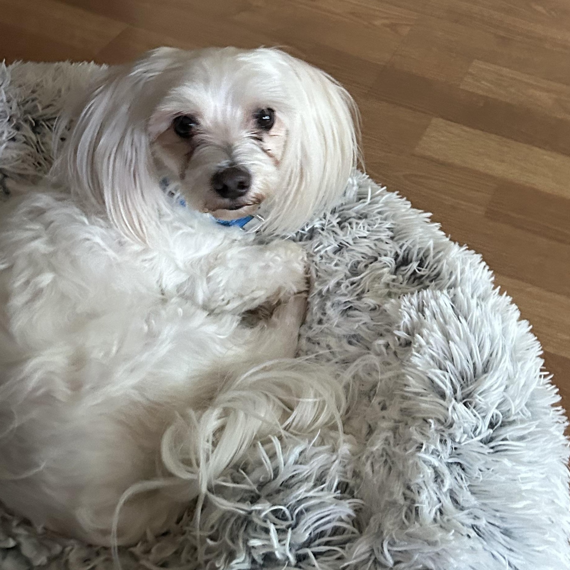 Toby, Adoptable, Puppy Male Maltese.