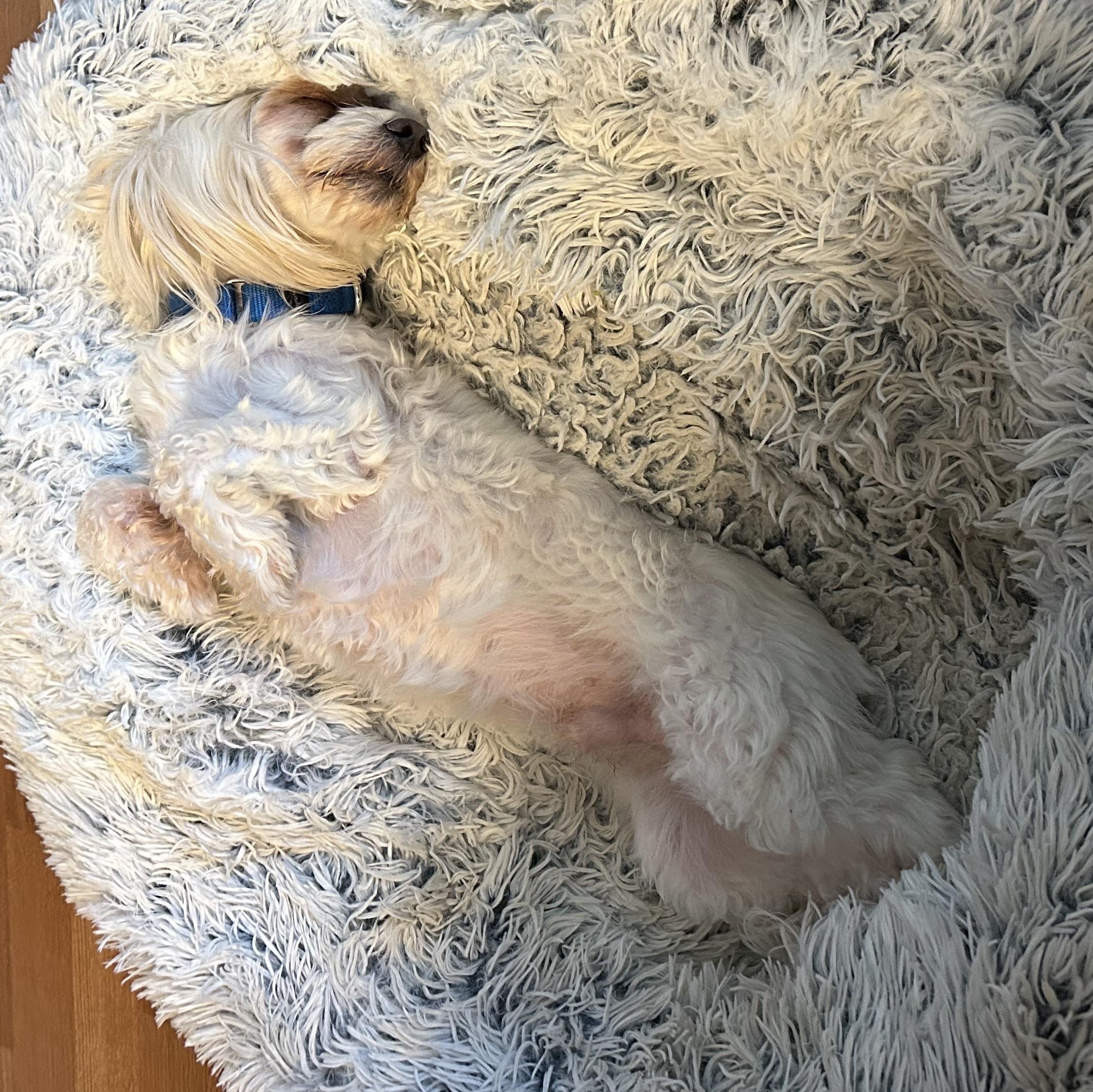 Enlarge Toby, a Adoptable Maltese in Austin, TX image 2/3