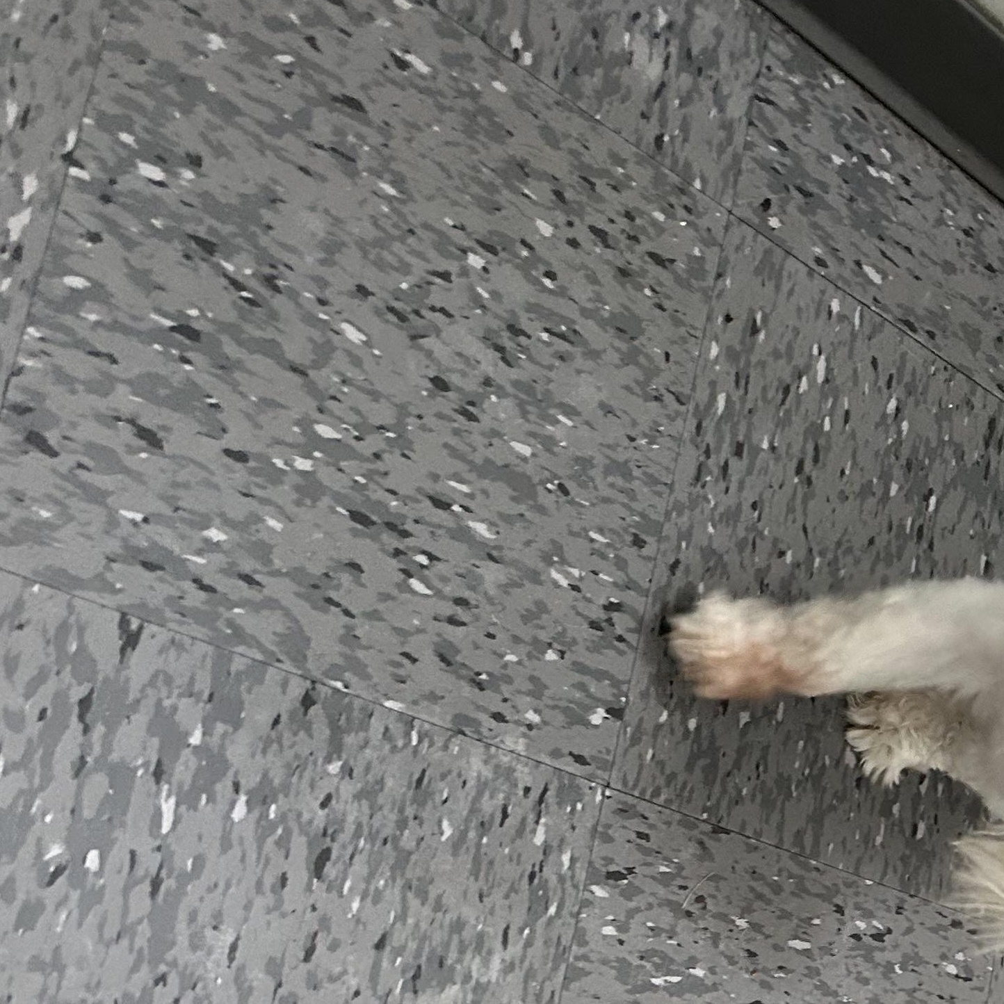 Enlarge Toby, a Adoptable Maltese in Austin, TX image 3/3