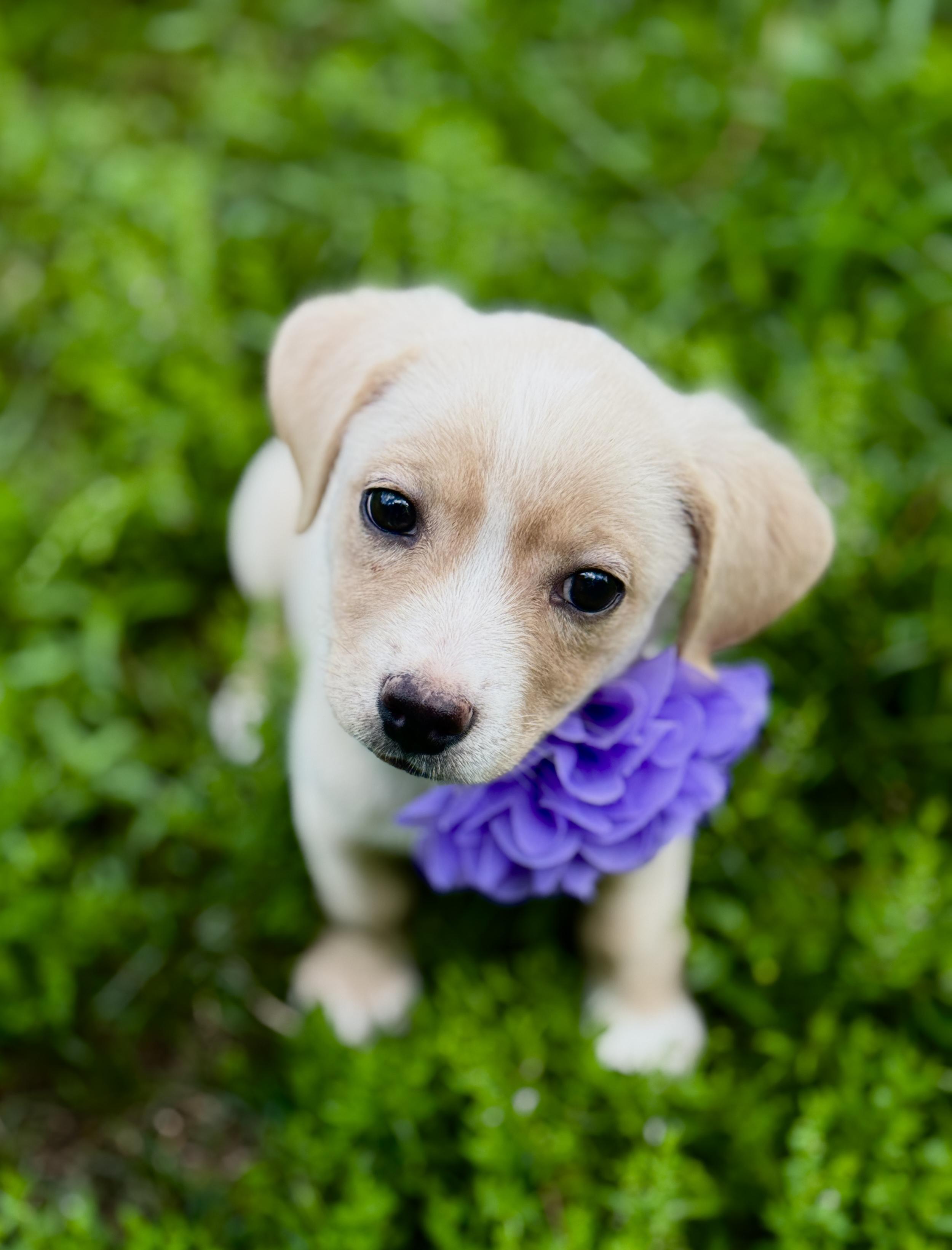 Jill, adopted, Puppy Female Terrier.