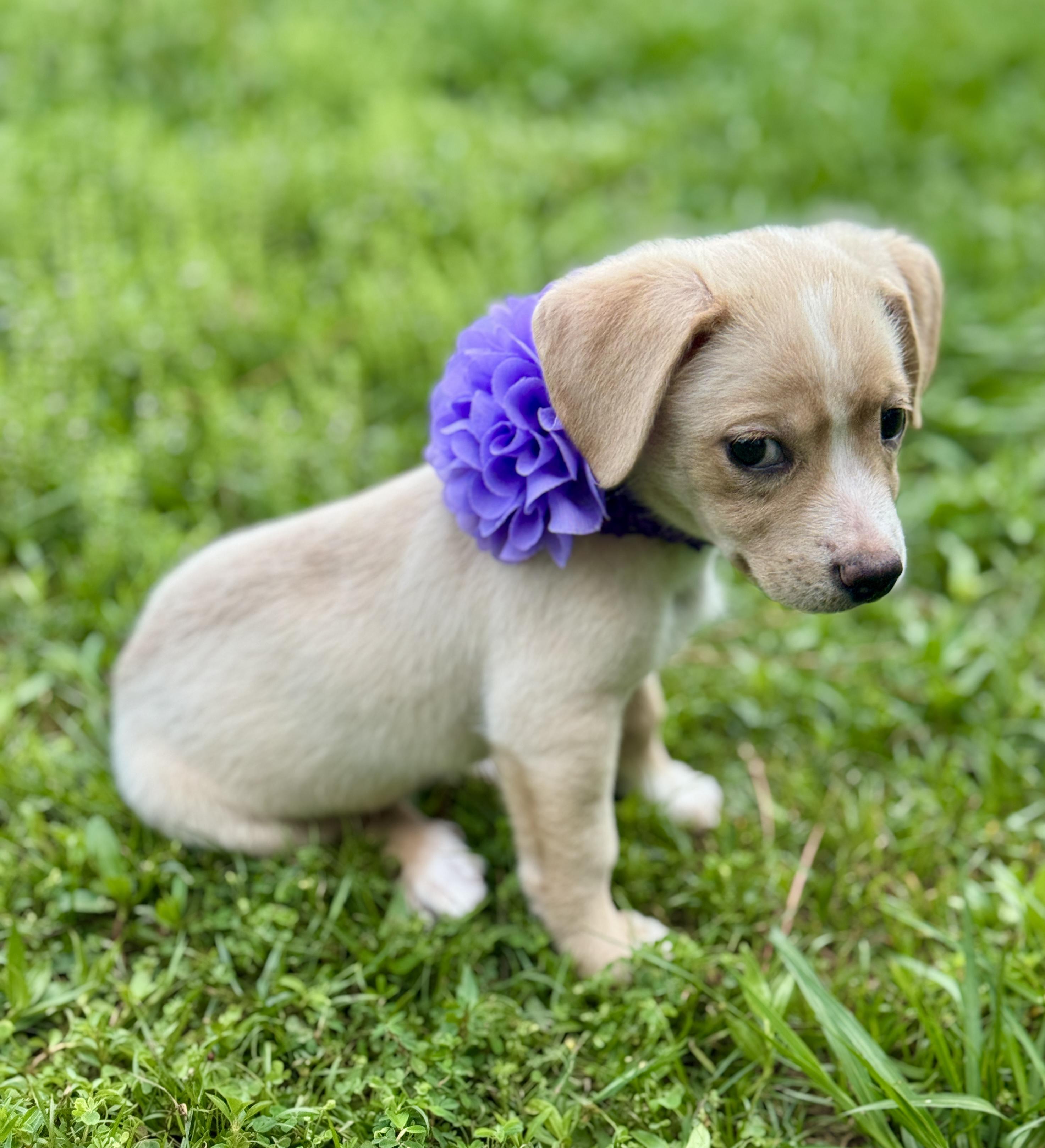 Enlarge Jill, an adopted mixed breed in Keene, NH image 4/5
