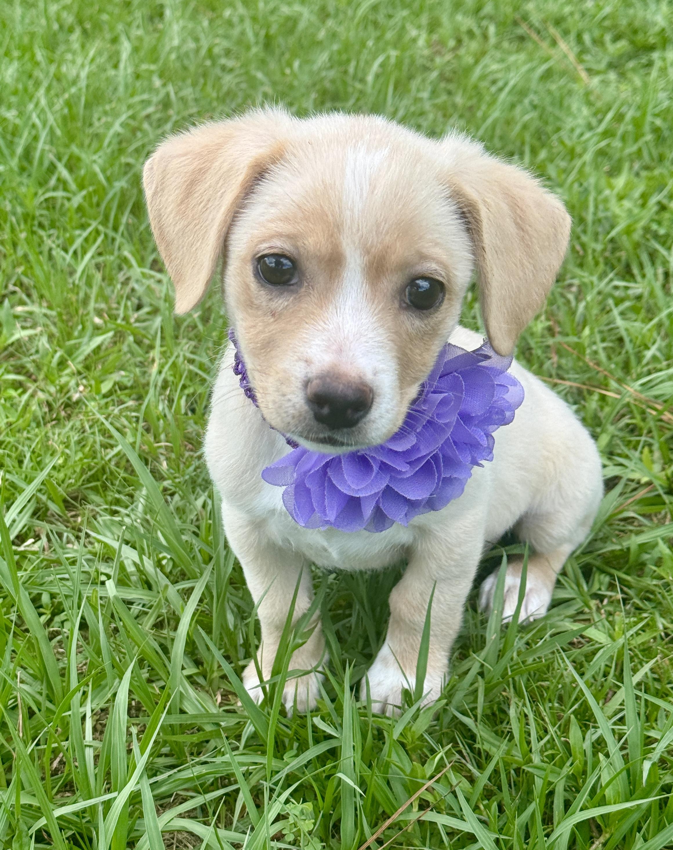 Enlarge Jill, an adopted mixed breed in Keene, NH image 2/5