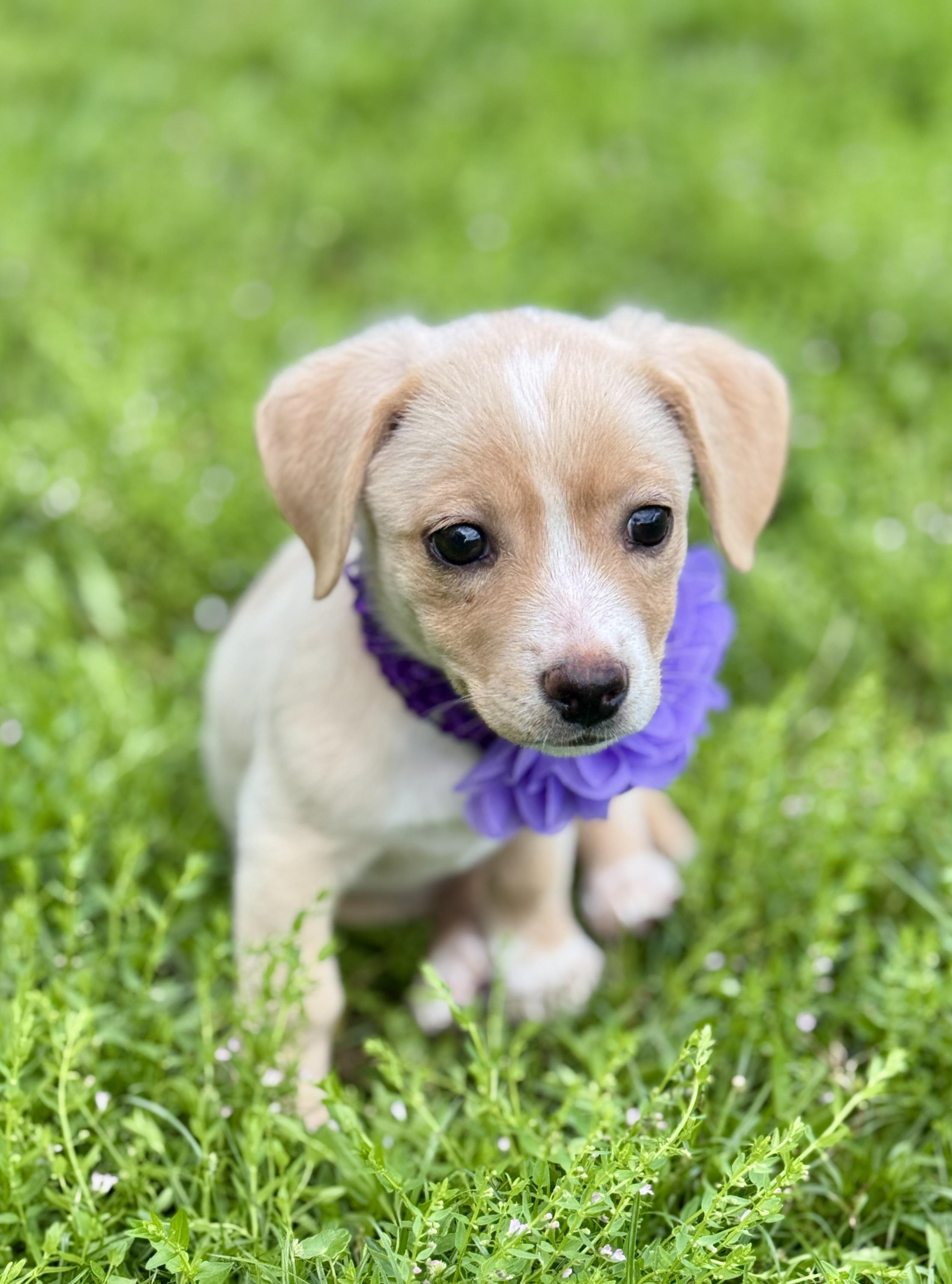 Enlarge Jill, an adopted mixed breed in Keene, NH image 5/5