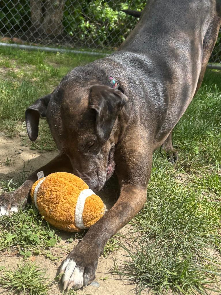 Calamity Jane, Adoptable, Adult Female Catahoula Leopard Dog & Mixed Breed.