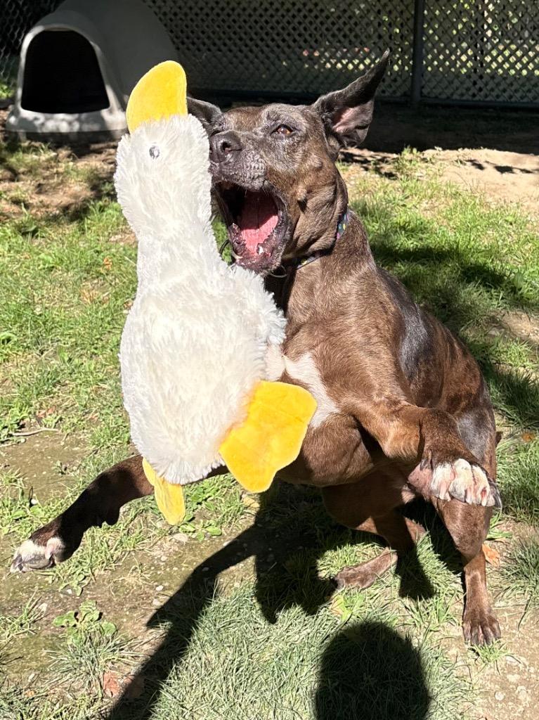 Calamity Jane, Adoptable, Adult Female Catahoula Leopard Dog & Mixed Breed.