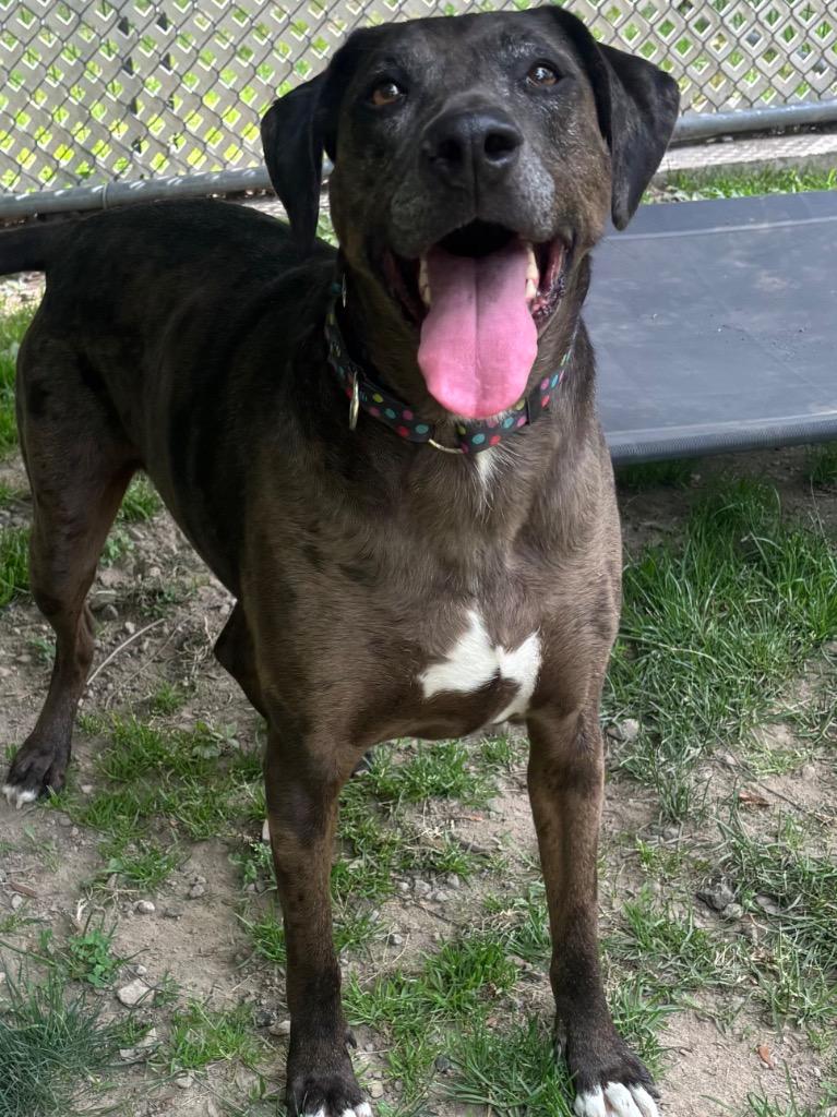 Calamity Jane, a Adoptable mixed breed in Fall River, MA image 2/6