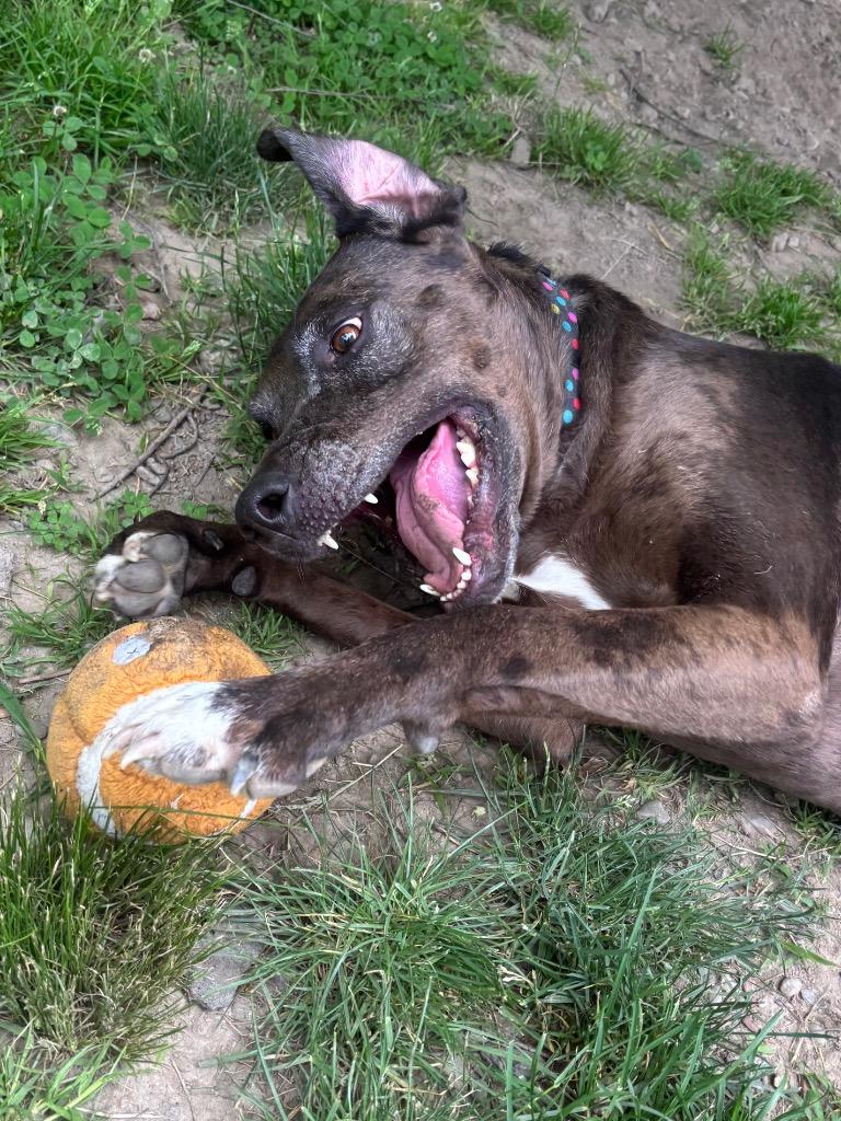 Calamity Jane, a Adoptable mixed breed in Fall River, MA image 1/6