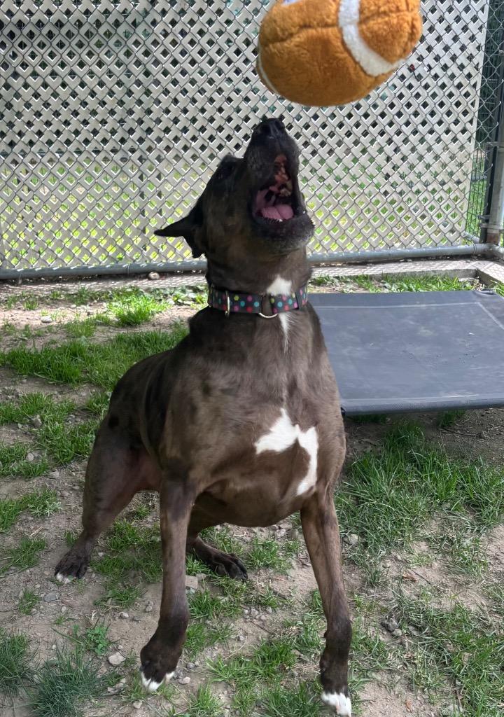Calamity Jane, a Adoptable mixed breed in Fall River, MA image 3/6