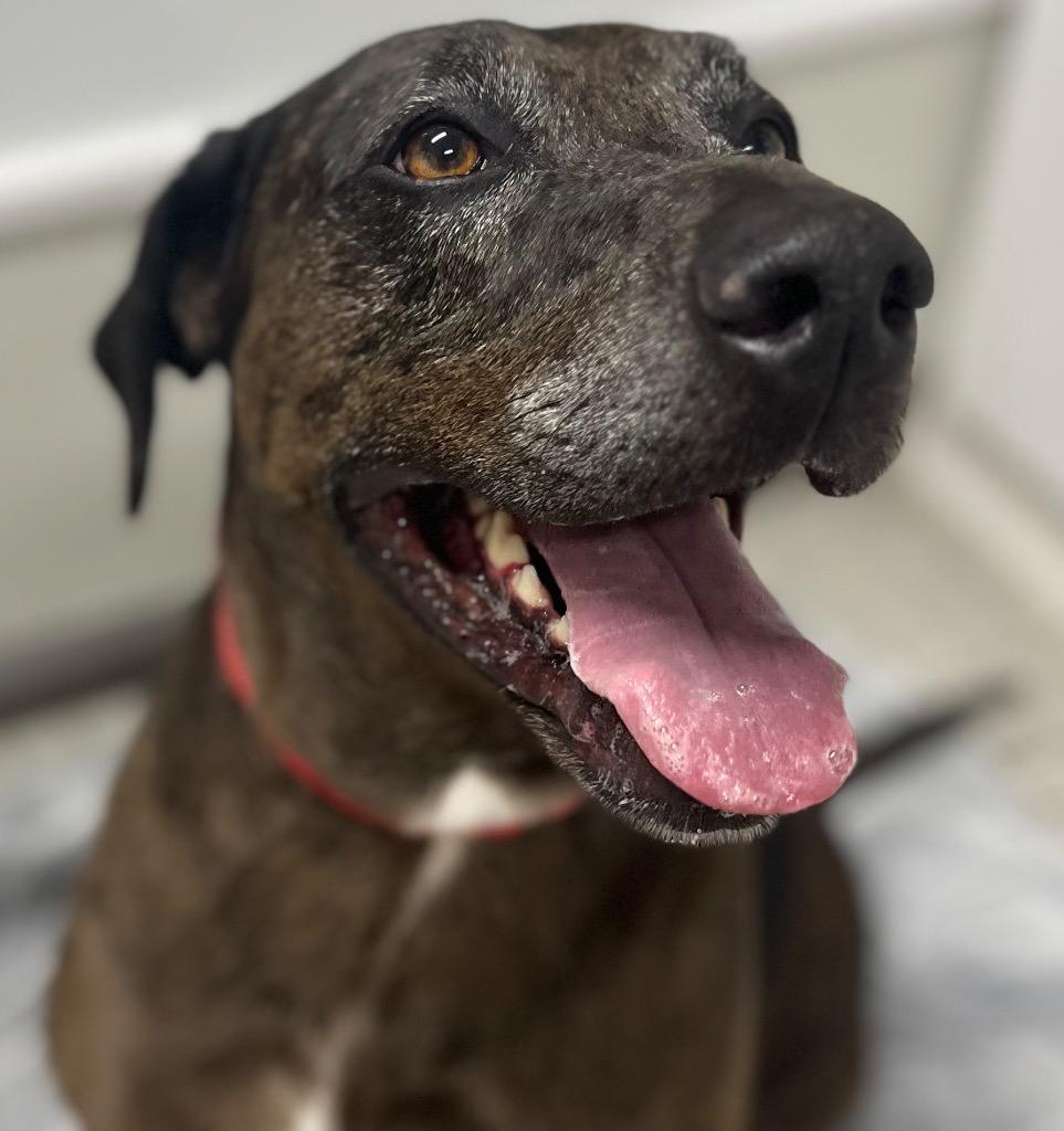 Enlarge Calamity Jane, a Adoptable mixed breed in Fall River, MA image 3/6