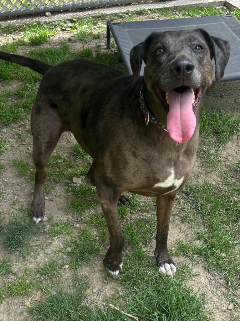 Calamity Jane, a Adoptable mixed breed in Fall River, MA image 4/6