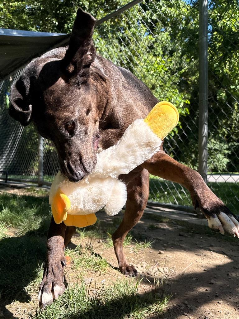 Enlarge Calamity Jane, a Adoptable mixed breed in Fall River, MA image 4/6