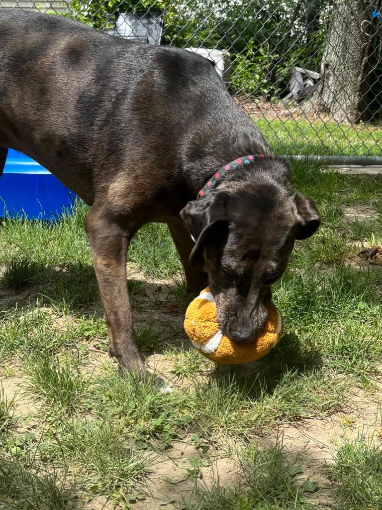Calamity Jane, a Adoptable mixed breed in Fall River, MA image 5/6