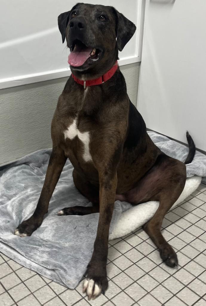 Calamity Jane, a Adoptable mixed breed in Fall River, MA image 4/6