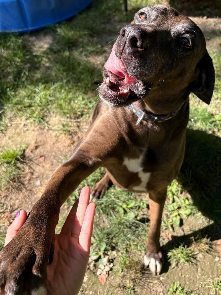 Calamity Jane, a Adoptable mixed breed in Fall River, MA image 4/6