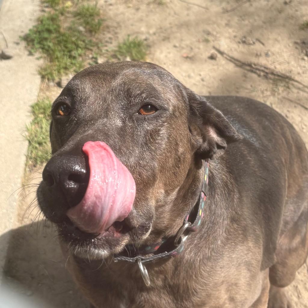 Calamity Jane, a Adoptable mixed breed in Fall River, MA image 5/6