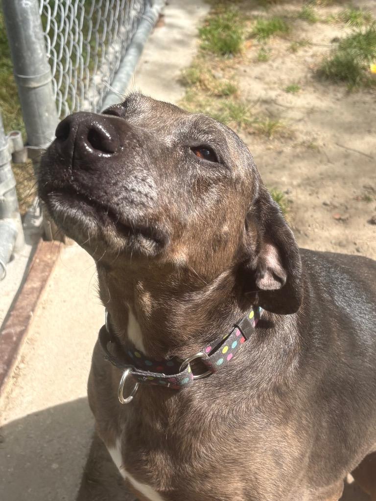 Calamity Jane, a Adoptable mixed breed in Fall River, MA image 6/6