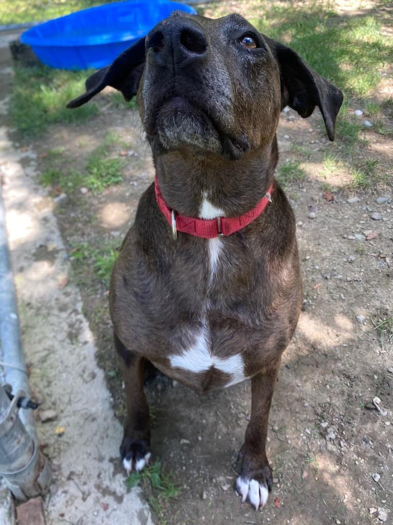 Enlarge Calamity Jane, a Adoptable mixed breed in Fall River, MA image 5/6