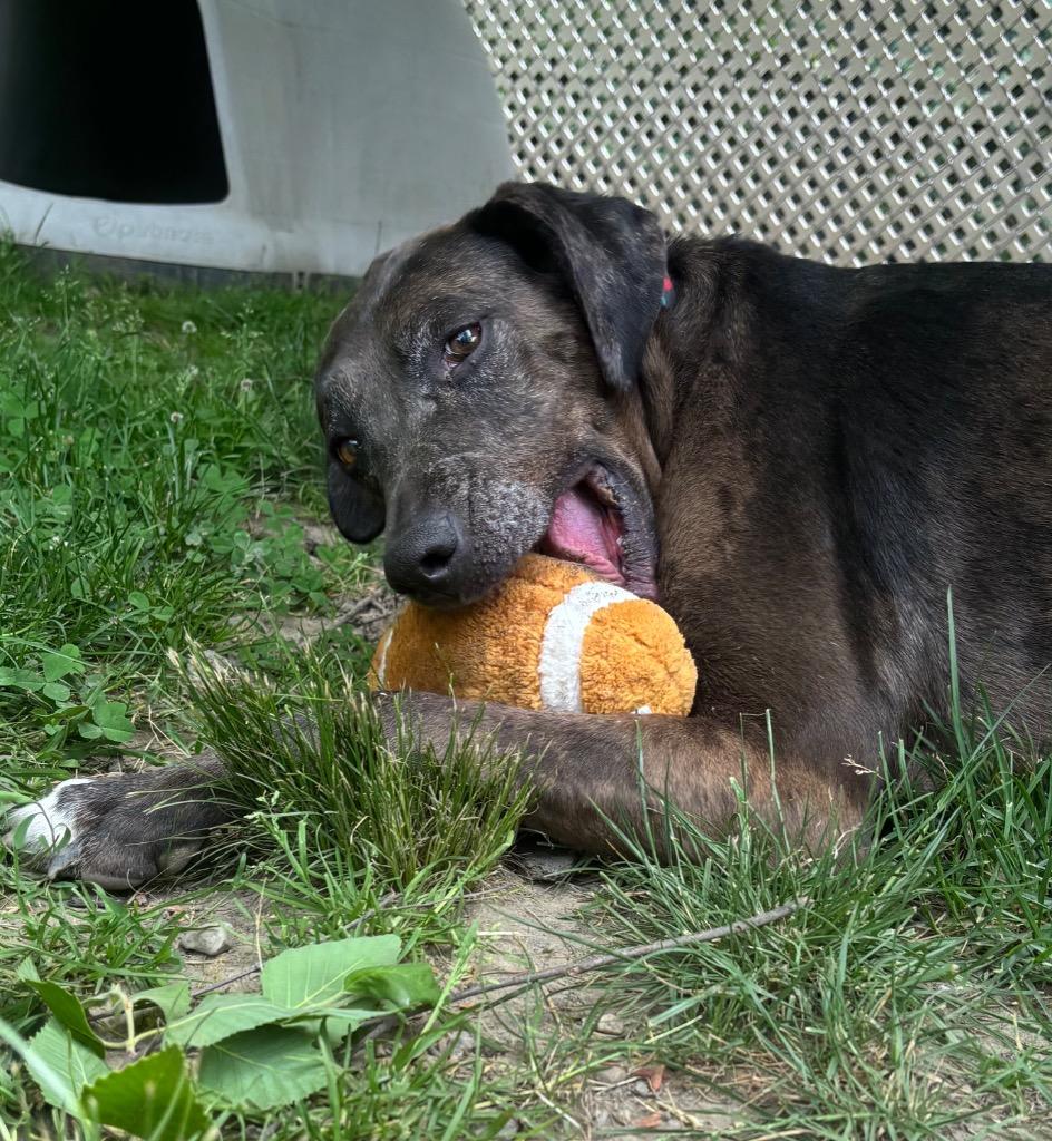Calamity Jane, a Adoptable mixed breed in Fall River, MA image 6/6