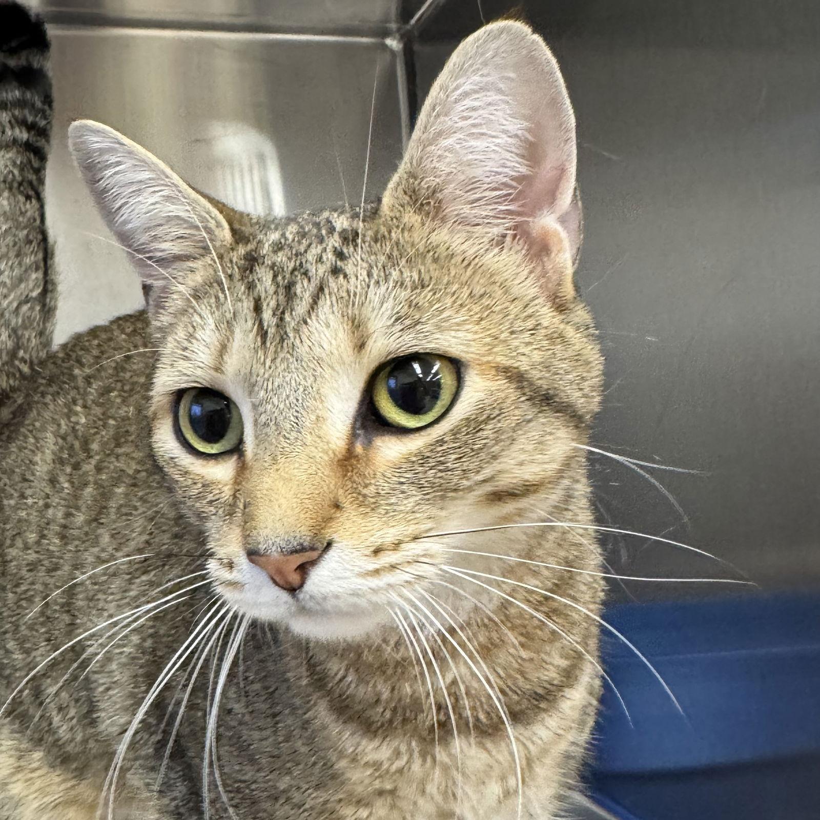 Honey, Adopted, Young Female Domestic Short Hair.