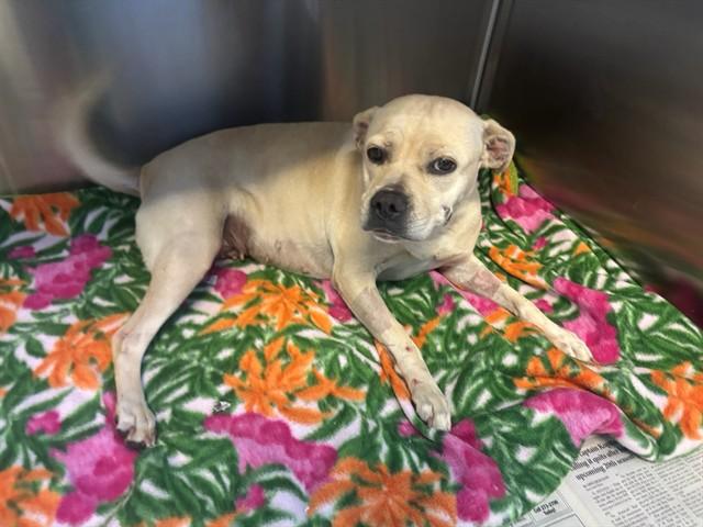 Enlarge HELGA, a Adoptable mixed breed in Lancaster, CA image 1/1