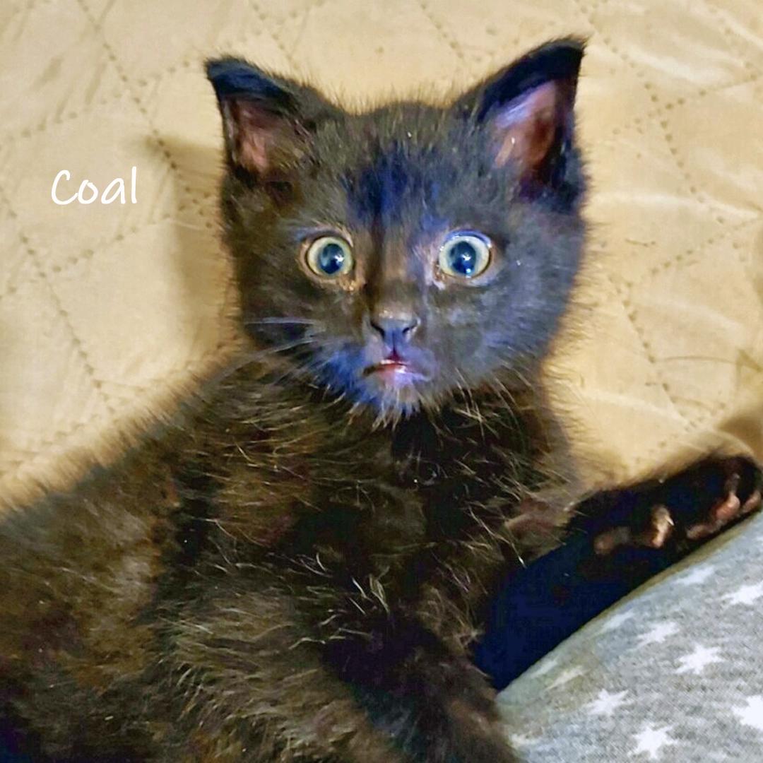 Coal, adopted, Kitten Male Domestic Short Hair.