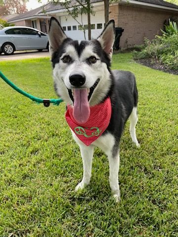 Enlarge Comet, a Adoptable Siberian Husky in Boise, ID image 2/5
