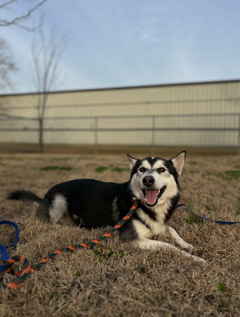 Enlarge Comet, a Adoptable Siberian Husky in Boise, ID image 1/5
