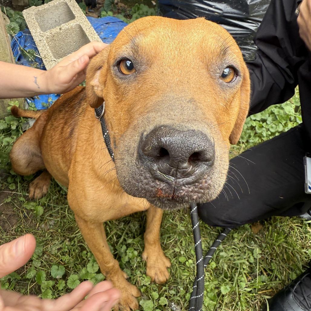 Sadie, Adoptable, Young Female Mixed Breed.