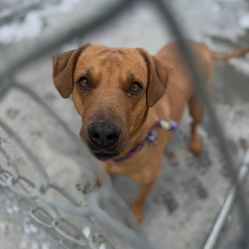 Enlarge Sadie, a Adoptable Mixed Breed in Red House, WV image 2/2