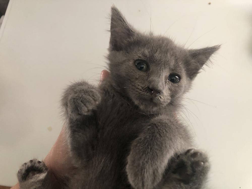 Rosalind, Adoptable, Kitten Female Domestic Short Hair.