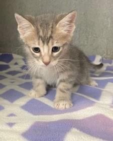 Toby, an adopted Domestic Short Hair in Decatur, TX_image-1