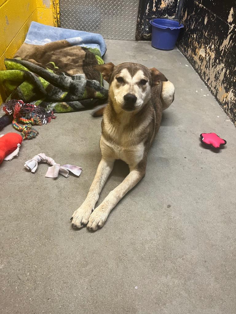 Stella, Adoptable, Young Female Husky & Mixed Breed.