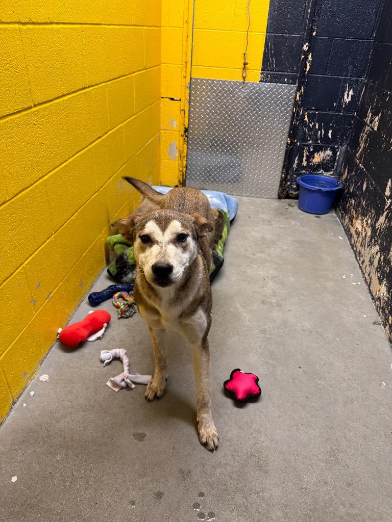 Enlarge Stella, a Adoptable mixed breed in Murray, KY image 1/1