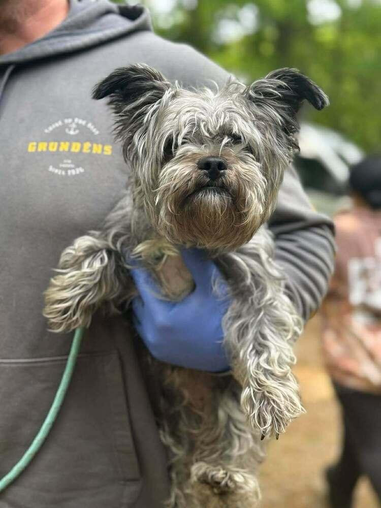Fabulosa, Adoptable, Adult Female Shih Tzu & Mixed Breed.