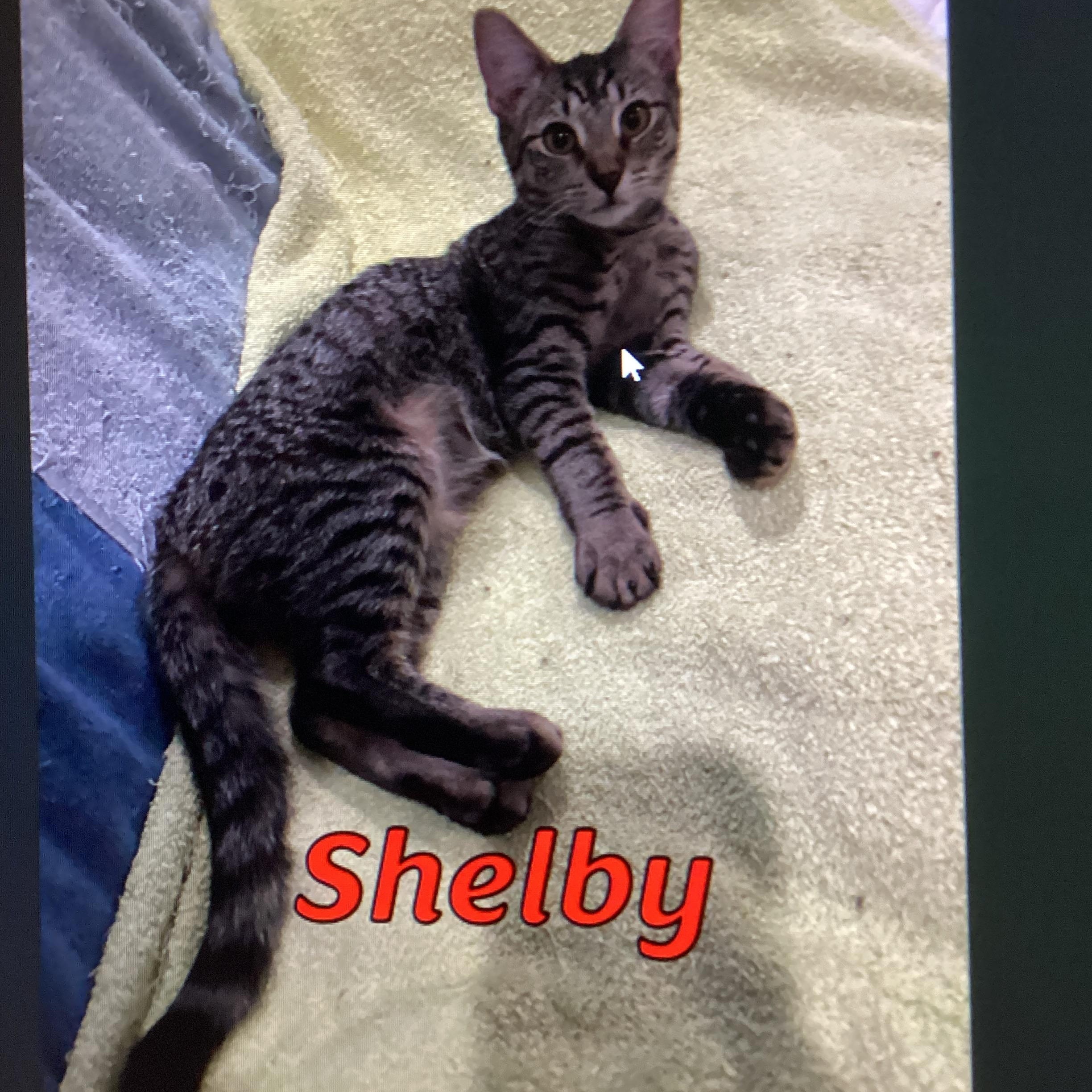 Shelby, ADOPTABLE, Kitten Female Domestic Short Hair.